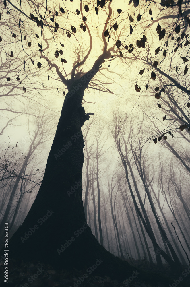Fototapeta premium old tree in forest in autumn