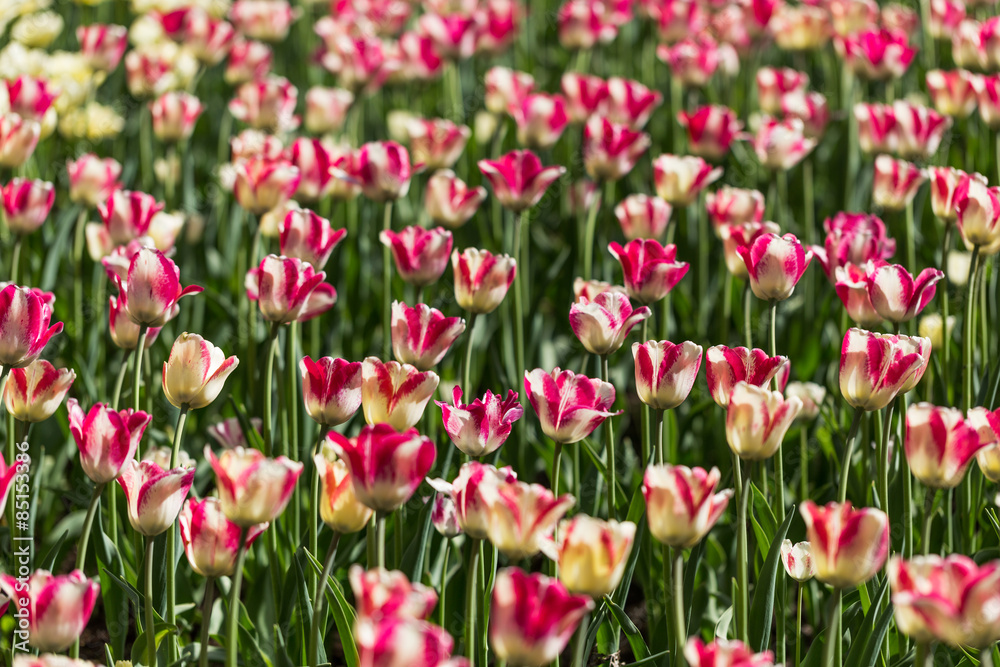 bright flowering colorful flowers tulips in garden bright flowering colorful flowers tulips in garden