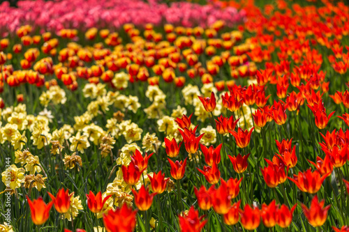 bright flowering colorful flowers tulips in garden © sytnik