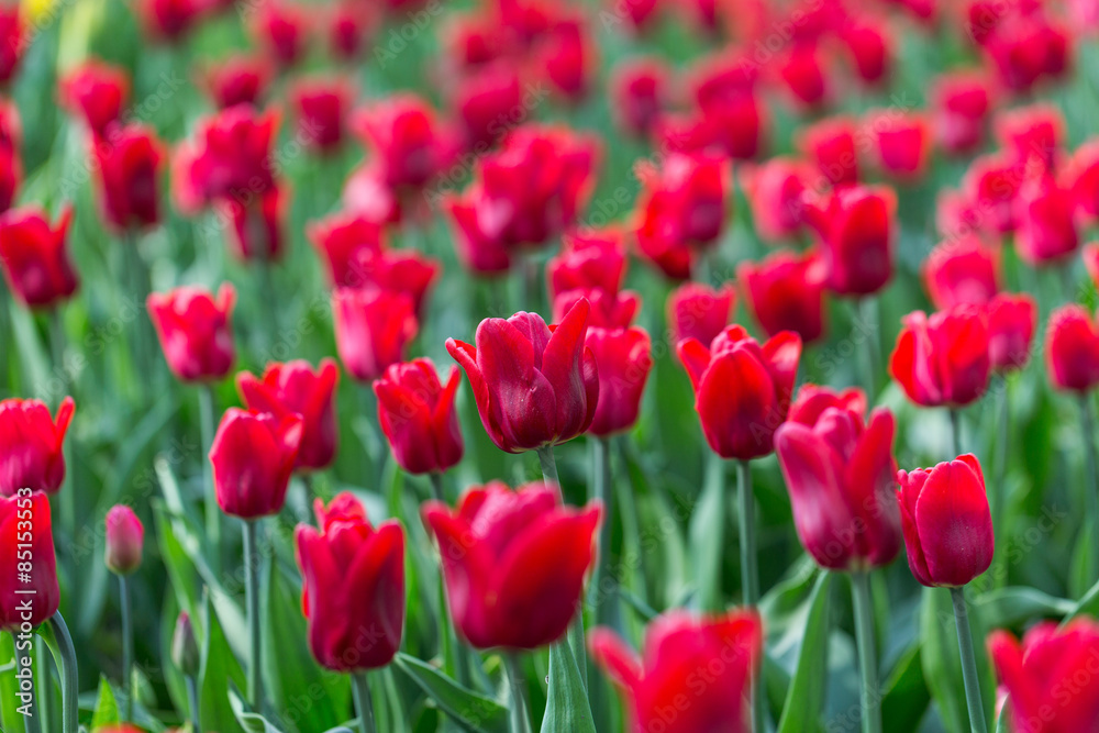 bright flowering colorful flowers tulips in garden bright flowering colorful flowers tulips in garden