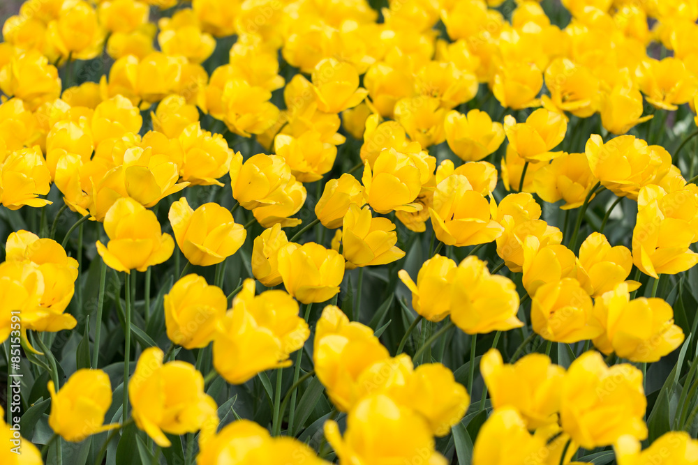 bright flowering colorful flowers tulips in garden bright flowering colorful flowers tulips in garden