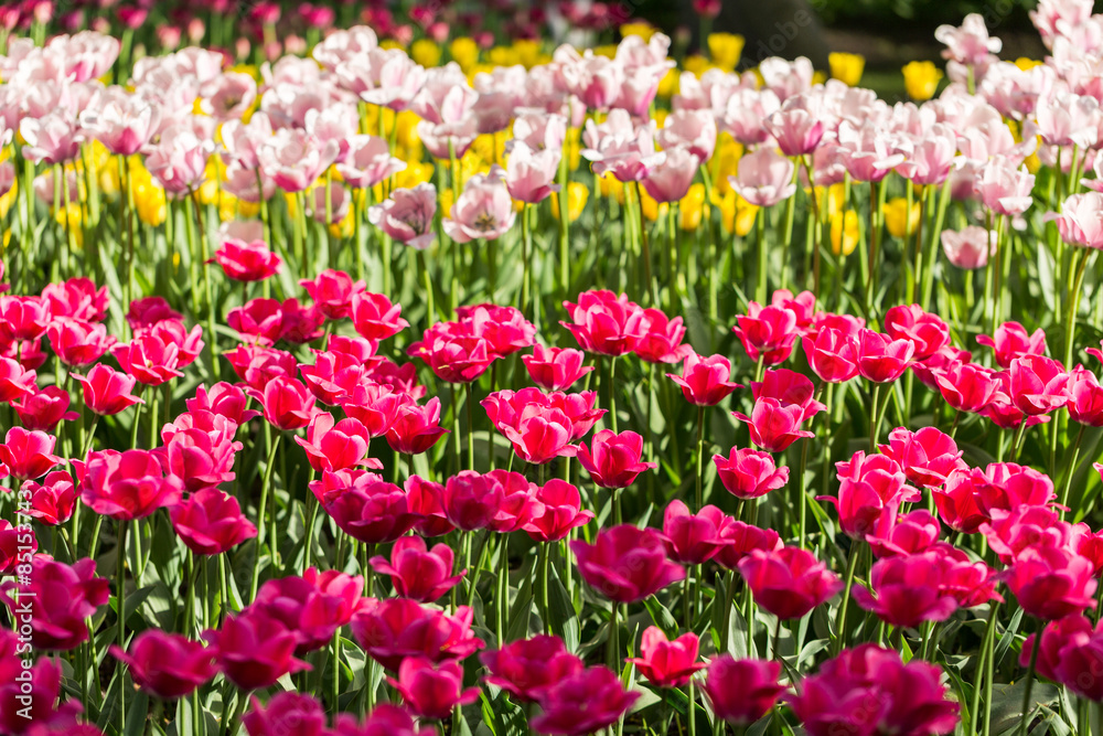 bright flowering colorful flowers tulips in garden bright flowering colorful flowers tulips in garden