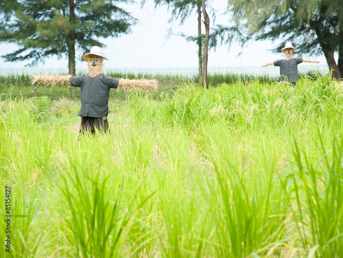 Scarecrow in a rice field