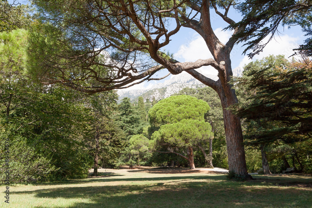 Obraz premium park with trees against mountains in summer day