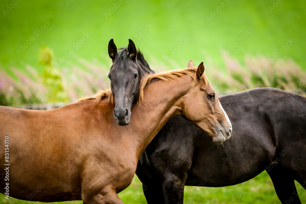 Fototapeta Two horses embracing.