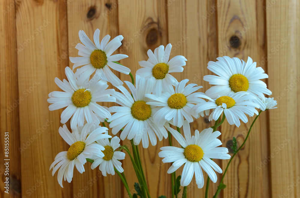 Obraz premium Camomile flowers