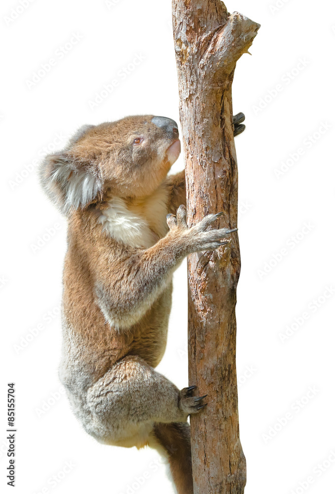 Obraz premium Koala climbing