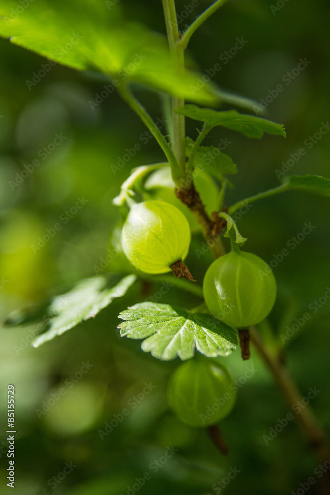green goosberry on twig with fuzzy leafs green goosberry on twig with fuzzy leafs
