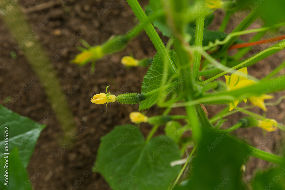 unripe cucumber with inflorescence on shrub in hothouse unripe cucumber with inflorescence on shrub in hothouse