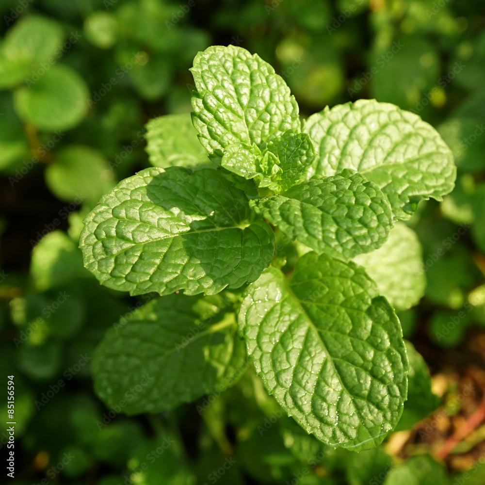 Kitchen Mint, Marsh Mint in vegetable garden
Kitchen Mint, Marsh Mint in vegetable garden