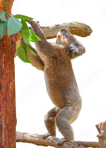 Photography Koala on Eucalyptus