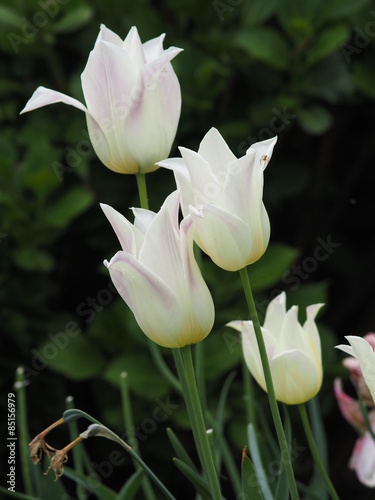weiße Tulpen gegen den grünen Hintergrund 