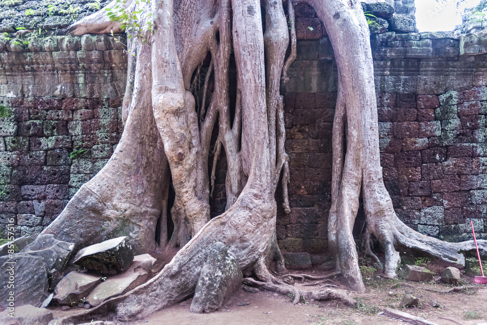 patio of a temple in ruins with tree 