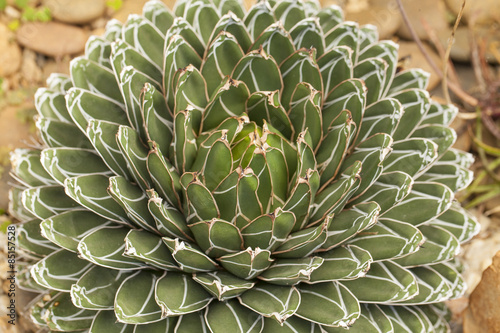 Agave victoriaereginae Circle form of Agave victoriaereginae showing its geometrical pattern