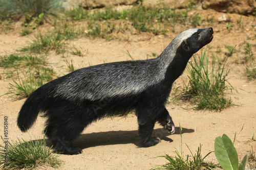 Honey badger (Mellivora capensis) photo
