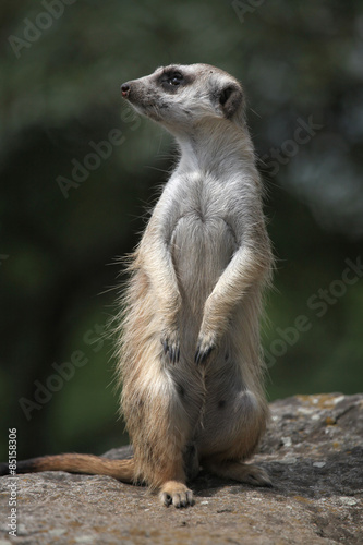 Meerkat (Suricata suricatta) © Vladimir Wrangel
