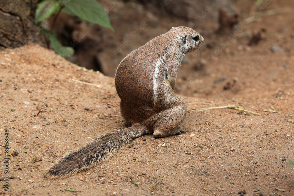 Cape ground squirrel (Xerus inauris). Cape ground squirrel (Xerus inauris).