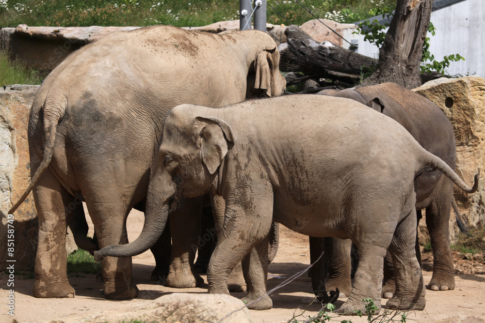 Fototapeta premium Indian elephants (Elephas maximus indicus)