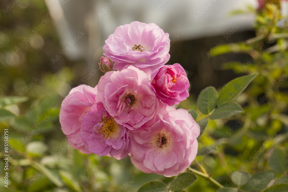 Obraz premium rose Pink rose blossom in rose garden Thailand