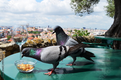 pigeons