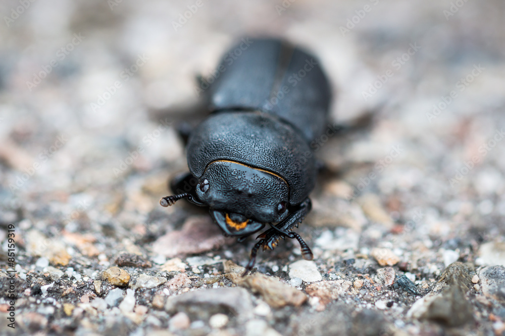 Black beetle Black beetle