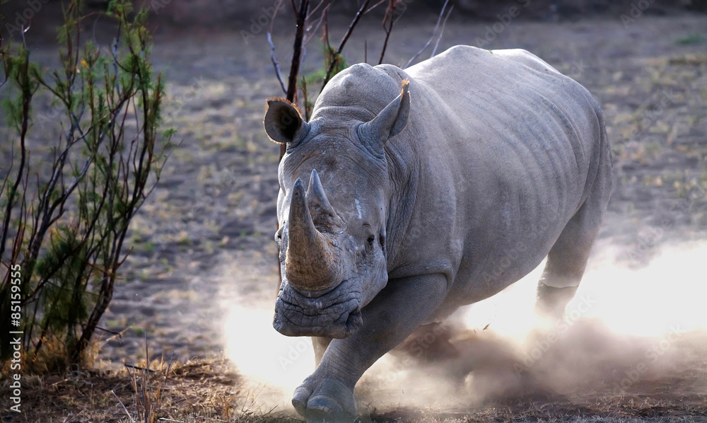 Naklejka premium Szarża Rhino