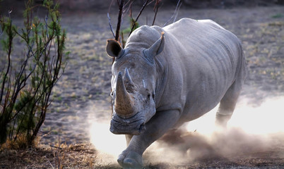 Fototapete Nashorn Nashorn-Ladung  © Chris Twine