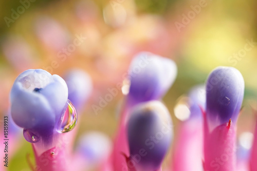 Aechmea gamosepala flowers in soft and blur style
 photo