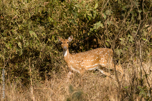 Fototapeta Naklejka Na Ścianę i Meble -  A female spotted deer.