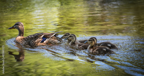 Billede på lærred A mother and her family of ducks out on the river.