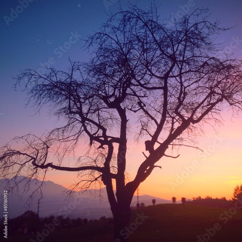 Baum in farbigem Sonnenuntergang