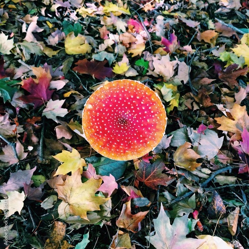 looking down on red toadstool surrounded by autumn leaves