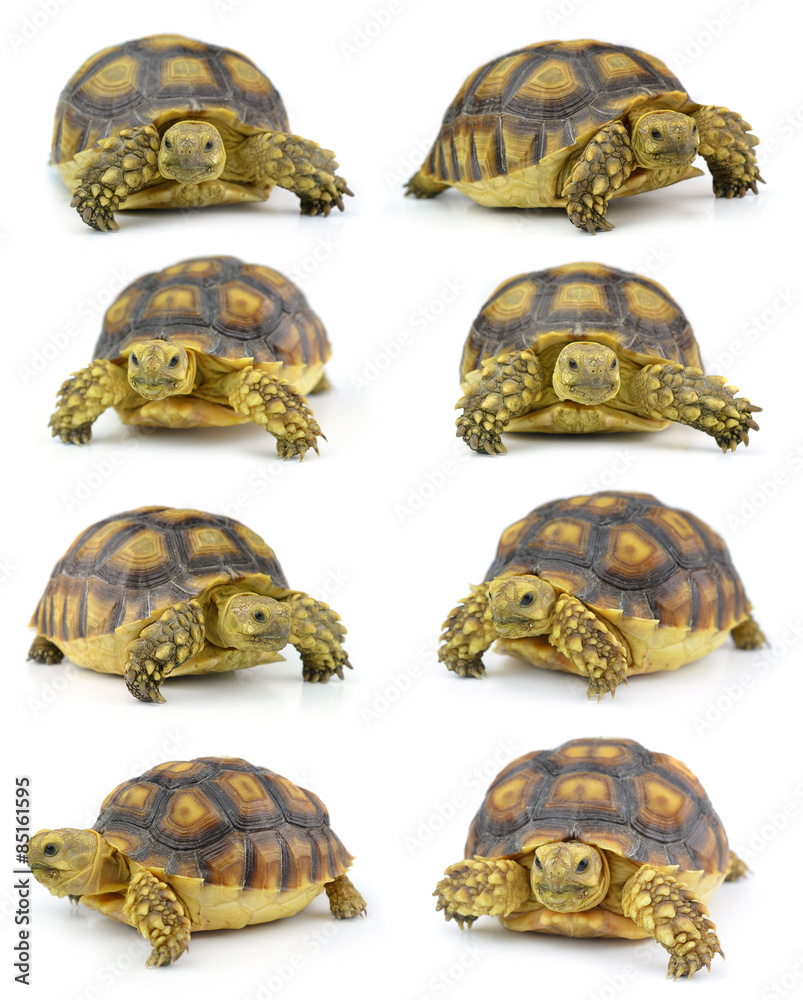 Naklejka premium turtle isolated on white background