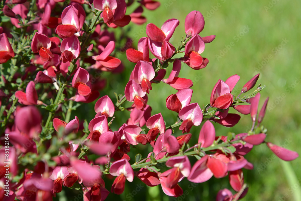 The blossoming broom coronal (prutyevidny) (Cytisus scoparius (L The blossoming broom coronal (prutyevidny) (Cytisus scoparius (L
