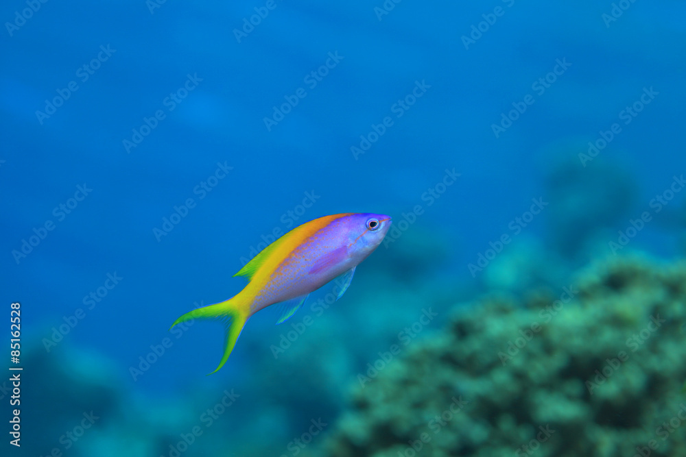 Yellowback anthias (Pseudanthias evansi) Yellowback anthias (Pseudanthias evansi)