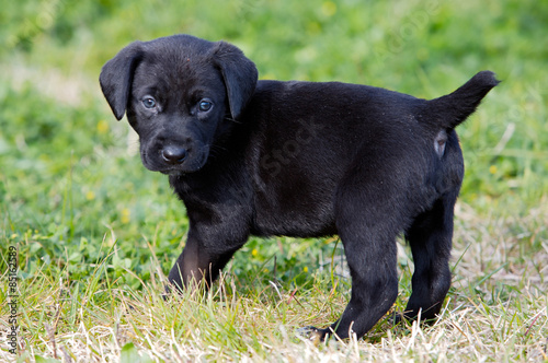 Black puppy dog on the grass