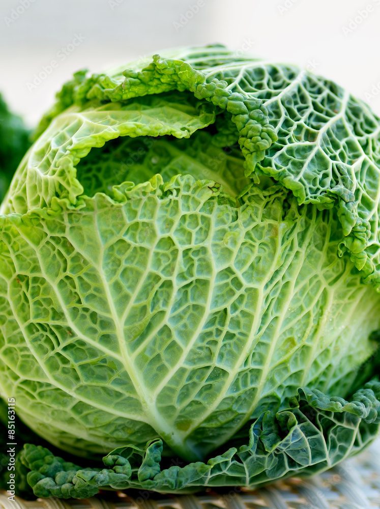 Fototapeta premium Savoy Cabbage