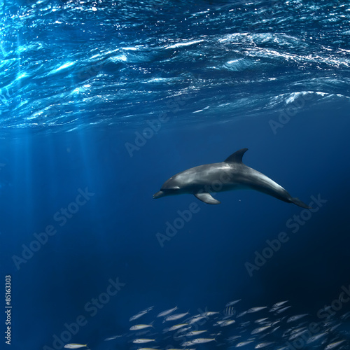 A dolphin underwater in natural habitat floating over shoal of fish © willyam