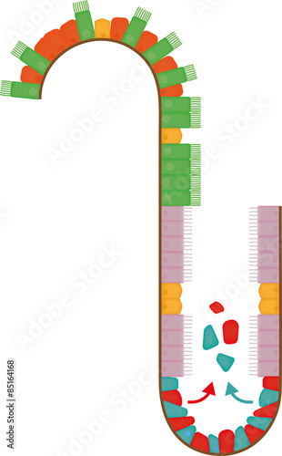 Stem Cells of a Crypt Villus Axis