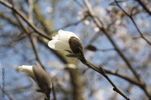 magnolia photo