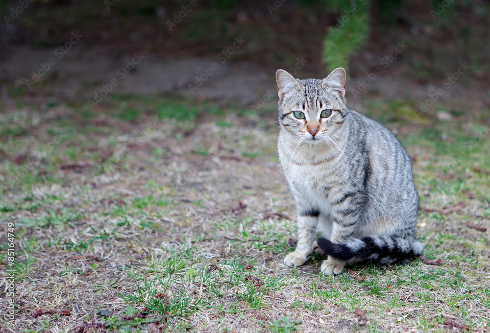 Grey cat with green eyes