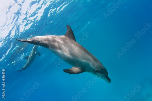 a pair of dolphins playing in sunrays underwater © willyam