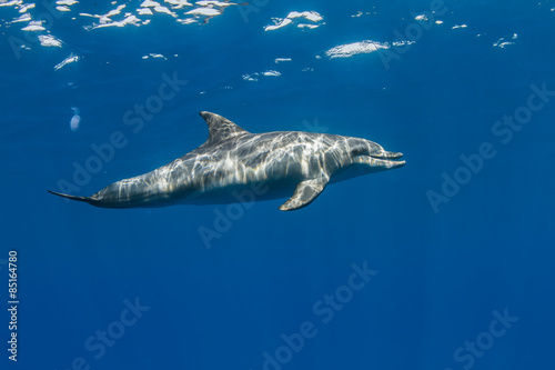 Tropical marine life with wild dolphin underwater on blue water background © willyam