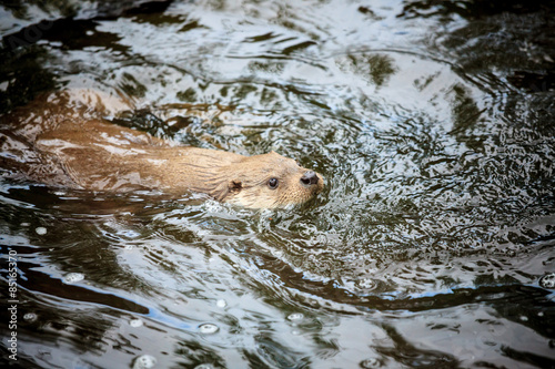 Beaver swimming 
