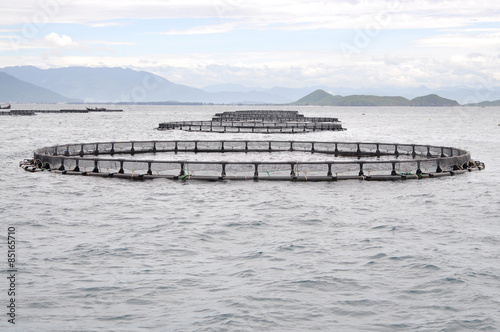 Marine cage culture in the sea