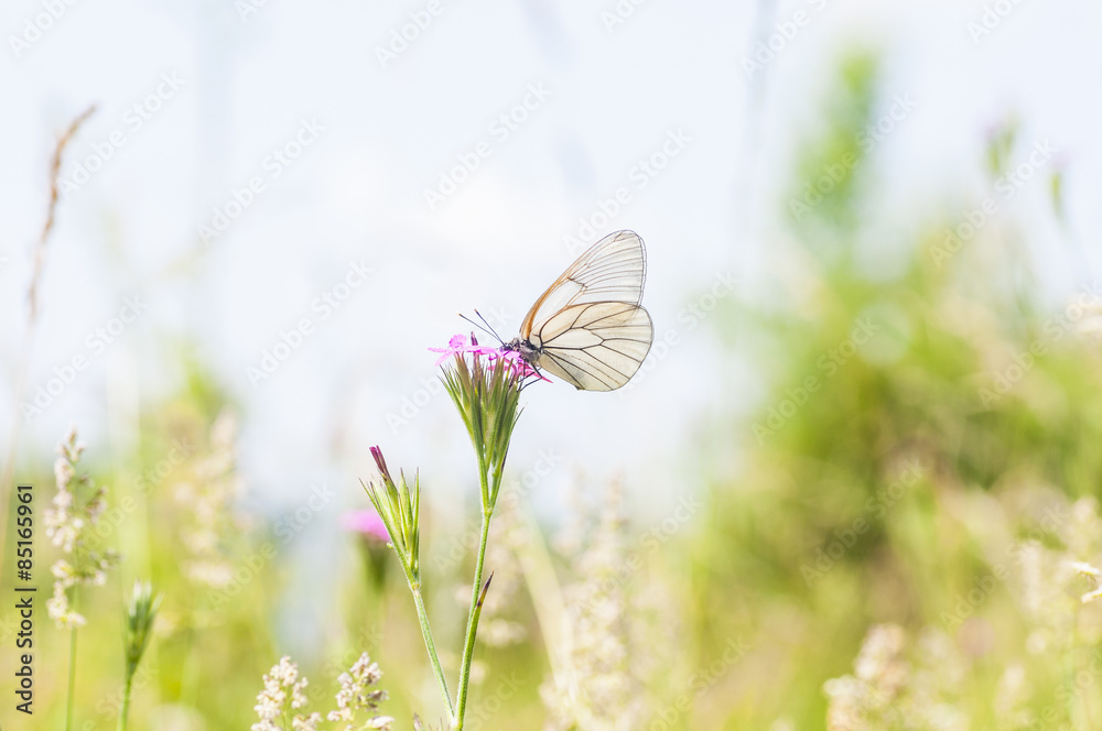 butterfly perched on a flower