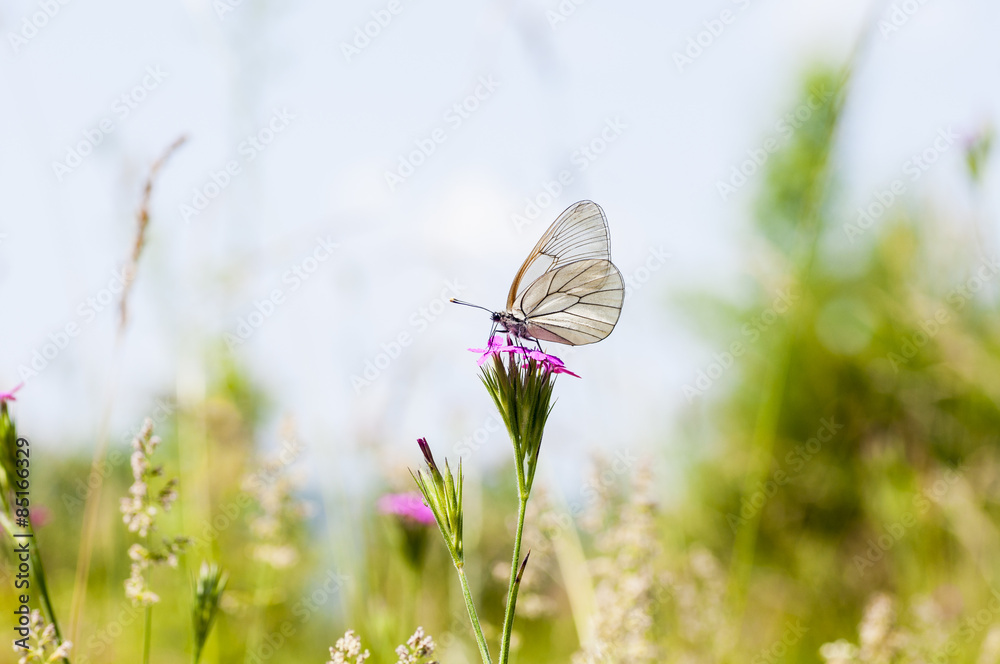 Fototapeta premium butterfly perched on a flower