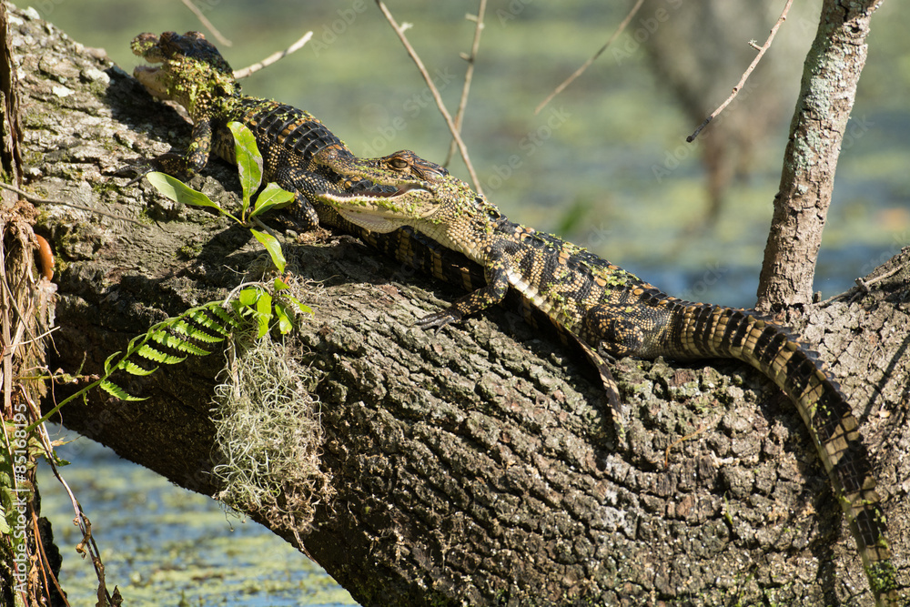 Obraz premium Baby American alligator