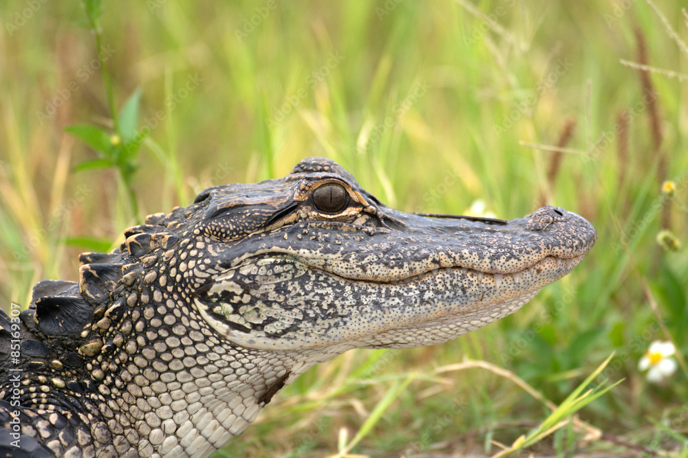 Fototapeta premium Young American alligator