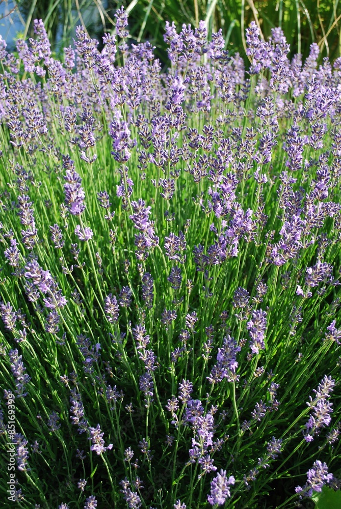 Obraz premium Lavendel in voller Blütenpracht